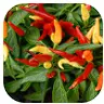 Capsicum peppers