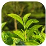 Green tea leaves