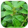 Gymnema sylvestre leaves